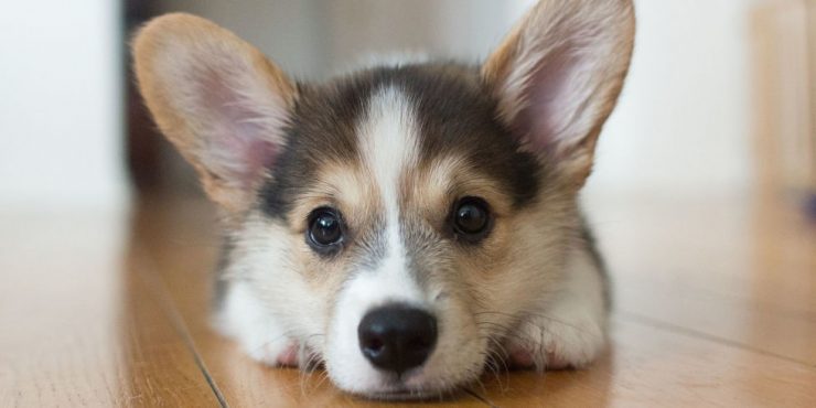 landscape-1486985094-dog-740×370