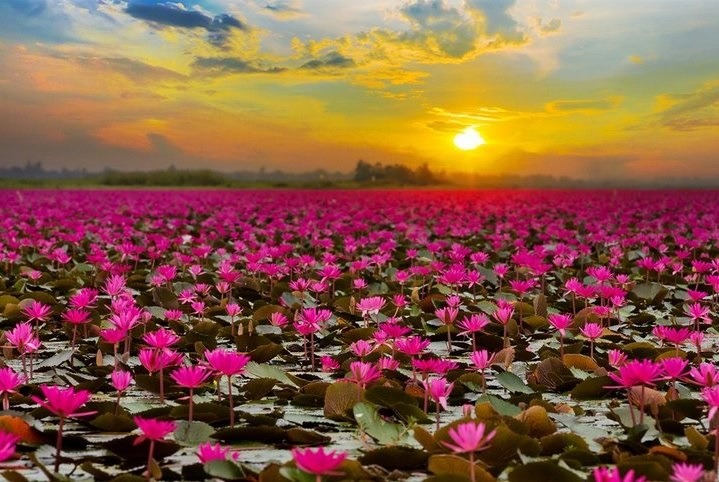 1000x650_red-lotus