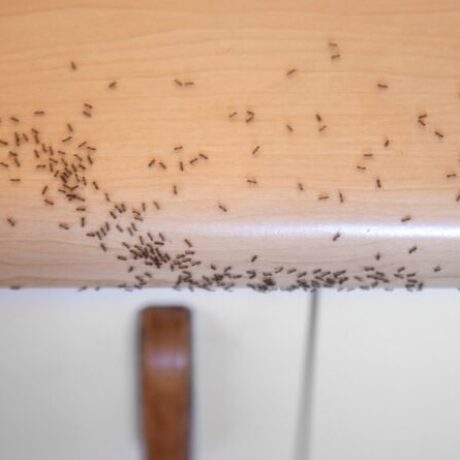 myrmigkia-pos-na-ta-xefortotheis-efkola-apo-to-spiti-sou-2-768×445