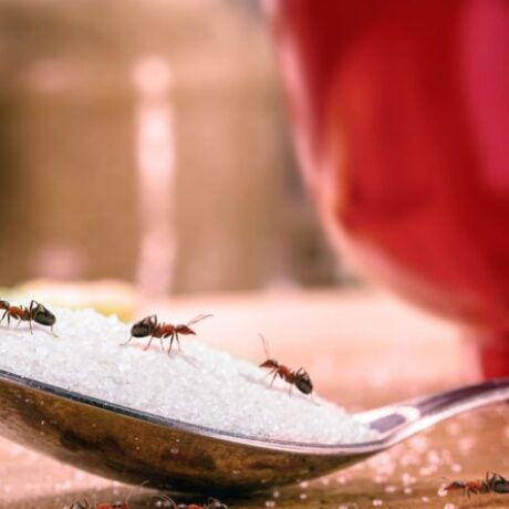 myrmigkia-pos-na-ta-xefortotheis-efkola-apo-to-spiti-sou-3-768×445