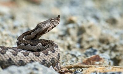 Nose-horned,Viper,Male,In,Natural,Habitat,(vipera,Ammodytes)