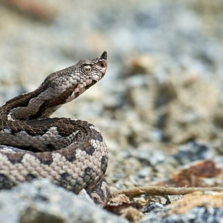 Nose-horned,Viper,Male,In,Natural,Habitat,(vipera,Ammodytes)