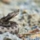 Nose-horned,Viper,Male,In,Natural,Habitat,(vipera,Ammodytes)
