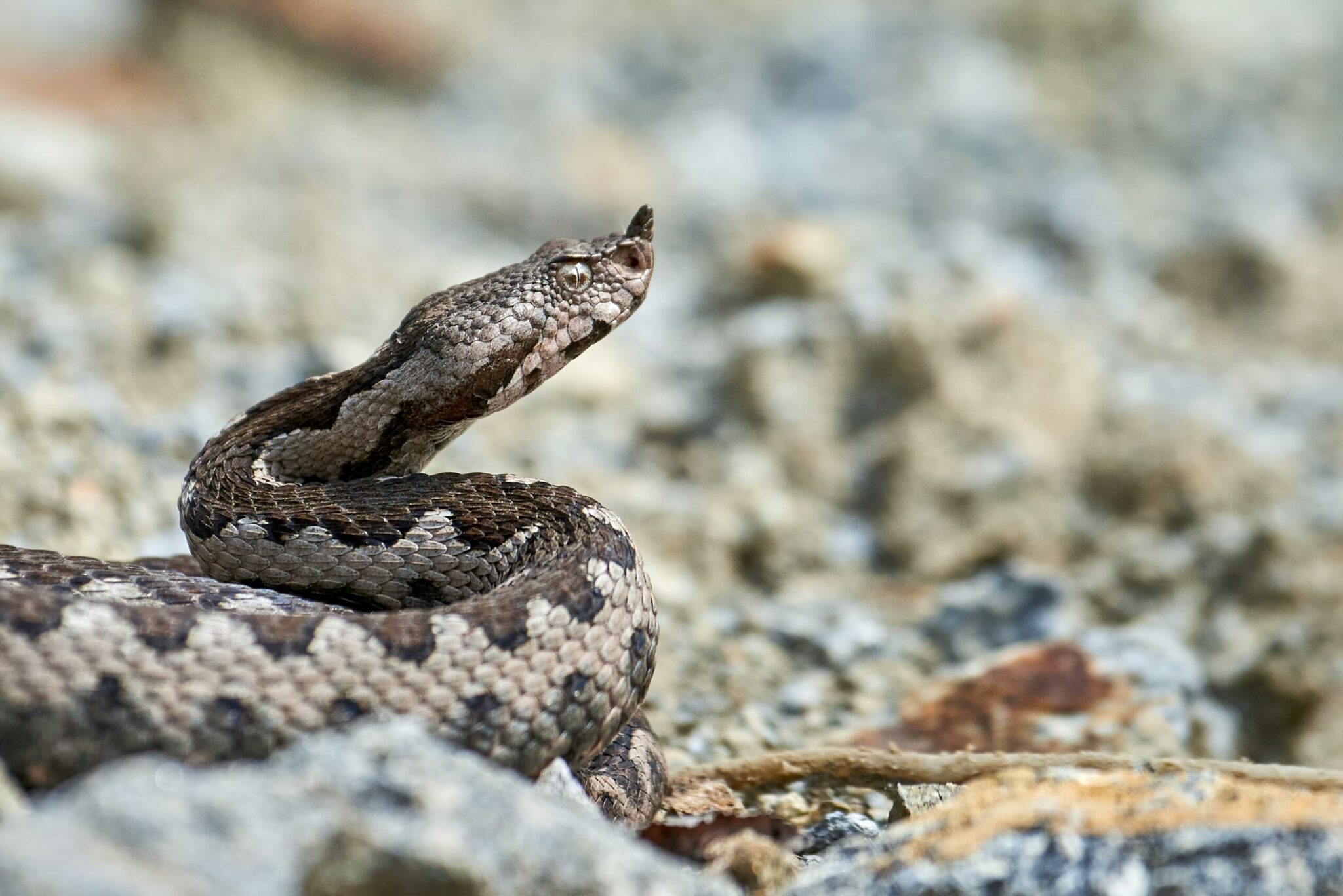 Nose-horned,Viper,Male,In,Natural,Habitat,(vipera,Ammodytes)