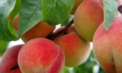 peach-2632182_1280 (1) (1)