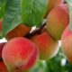 peach-2632182_1280 (1) (1)