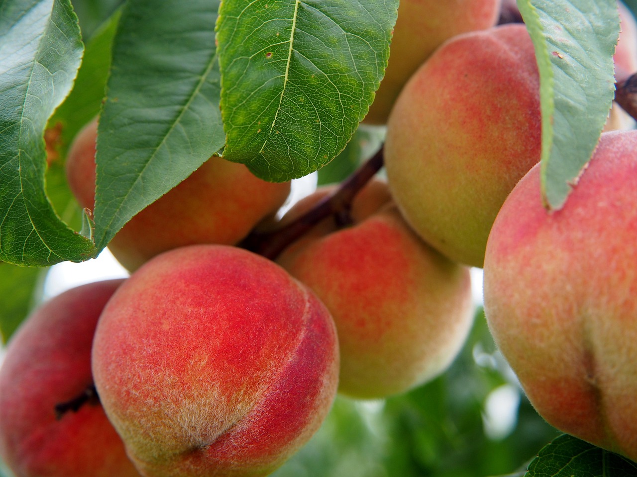peach-2632182_1280 (1) (1)