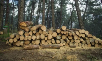 3f5baa34-woods-2088981_1920