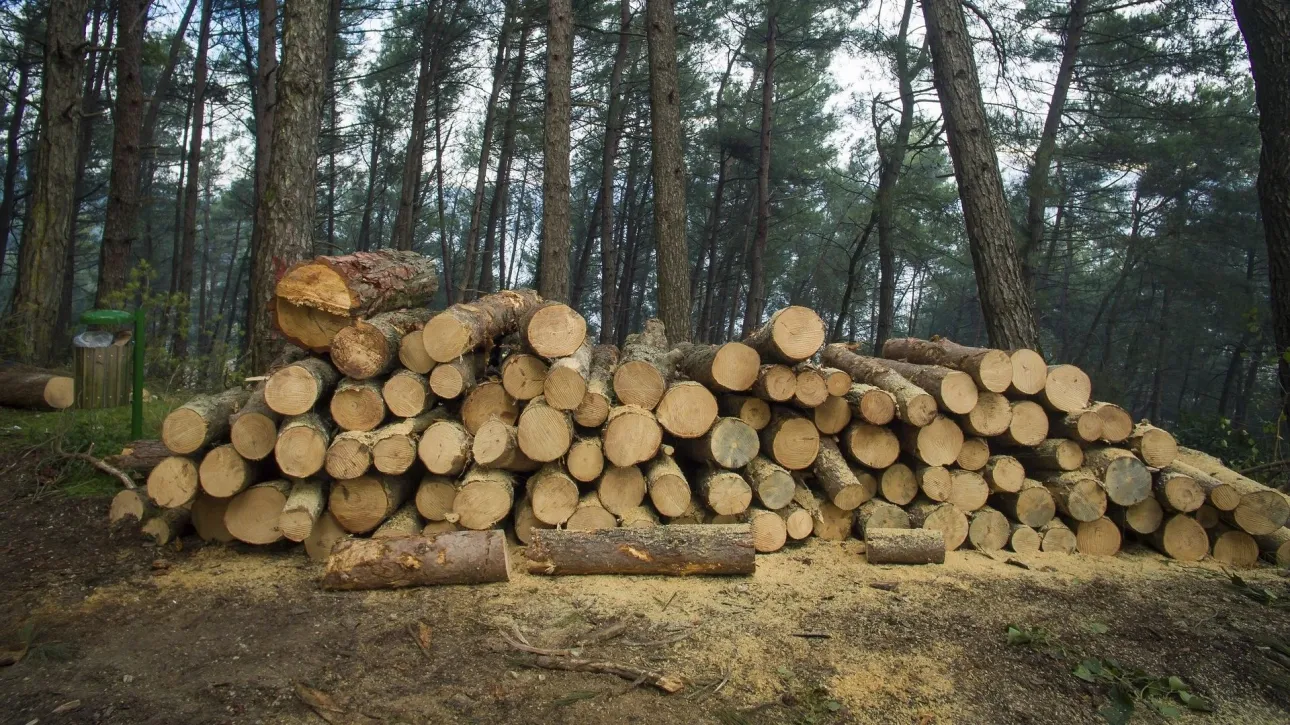 3f5baa34-woods-2088981_1920