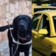 odigos-taxi-arnithike-stin-tyfli-paraolympioniki-karolina-pelendritou-na-echei-mazi-tis-ton-skylo-odigo-tis