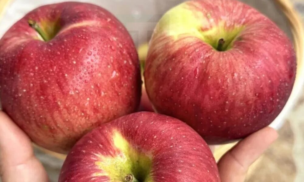 stigmiotypo-othonis-2025-11-12-15.32.13