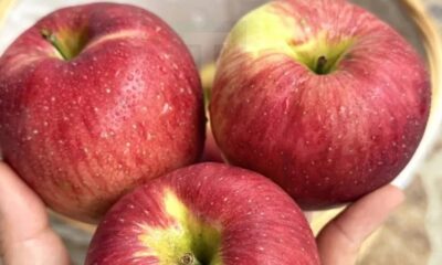 stigmiotypo-othonis-2025-11-12-15.32.13