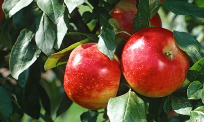 two-apples-close-up_screen