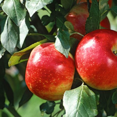 two-apples-close-up_screen