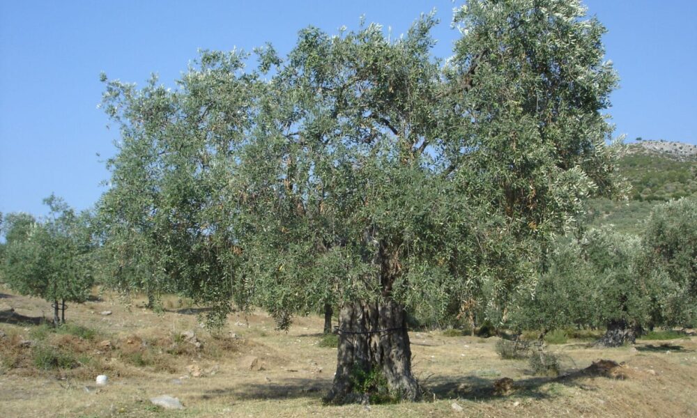 elaiodentro-1536×1152