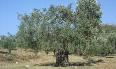 elaiodentro-1536×1152