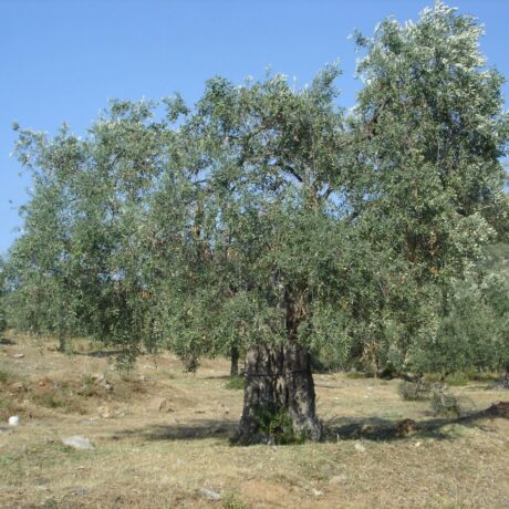 elaiodentro-1536×1152