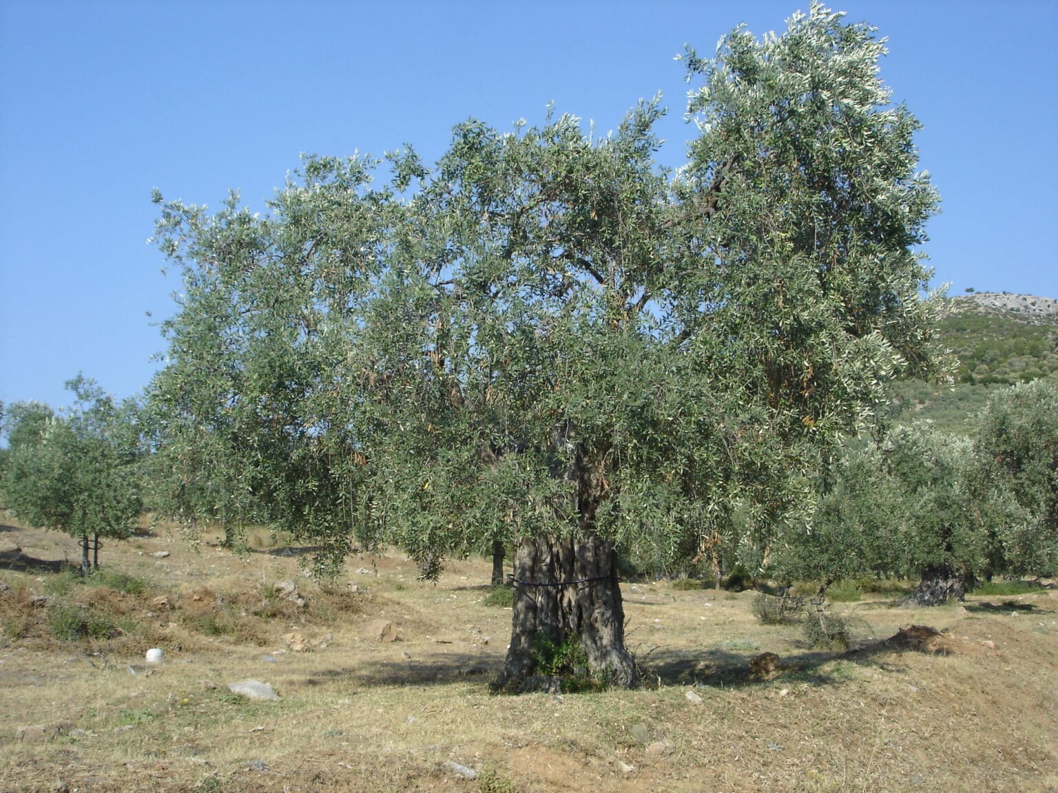 elaiodentro-1536×1152