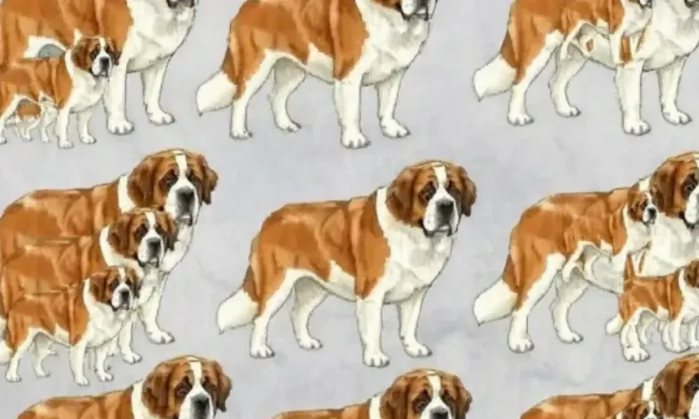 boreite-na-vreite-posoi-skyloi-yparchoun-se-autnv-ti-fotografia