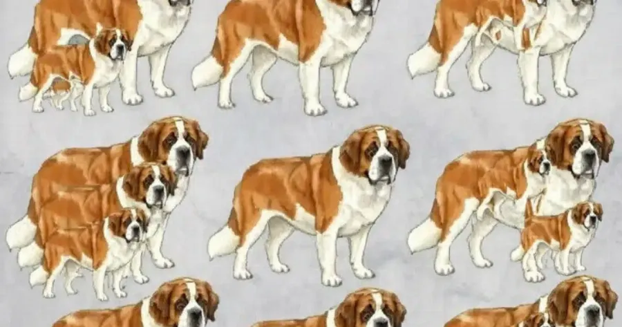 boreite-na-vreite-posoi-skyloi-yparchoun-se-autnv-ti-fotografia