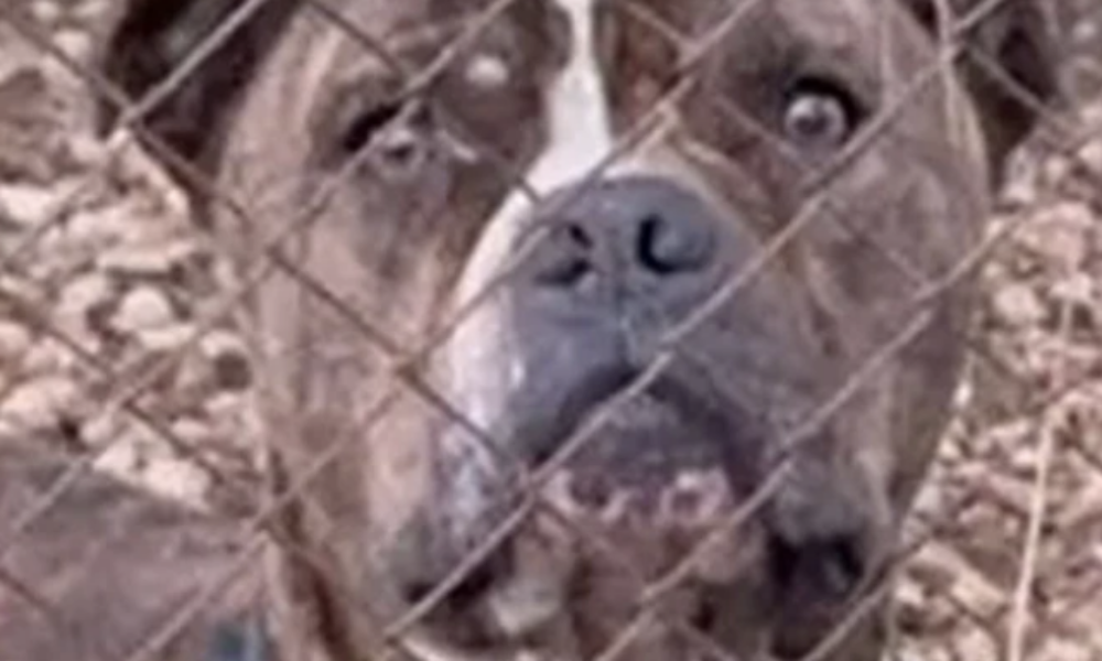 molis-matheftike-gi-afto-to-pitmpoul-epitethike-ston (1)