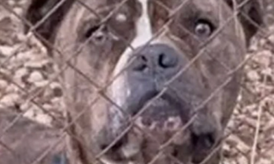 molis-matheftike-gi-afto-to-pitmpoul-epitethike-ston (1)