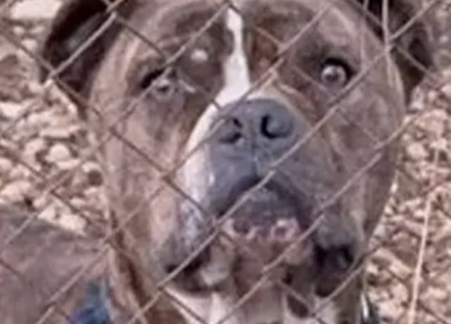 molis-matheftike-gi-afto-to-pitmpoul-epitethike-ston (1)