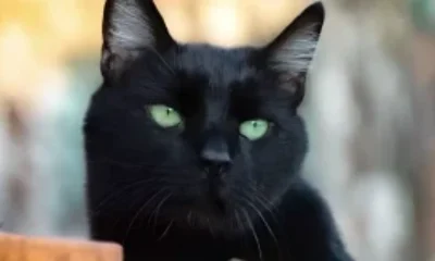 stigmiotypo-othonis-2025-10-15-20.17.24.jpg-300×164