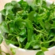 watercress