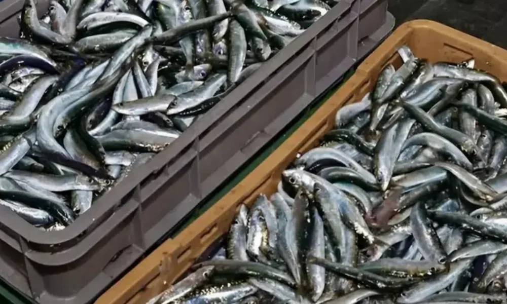 to-pio-ygieino-psari-pou-oloi-prepei-na-trome-toulachiston-2-fores-ti-vdomada