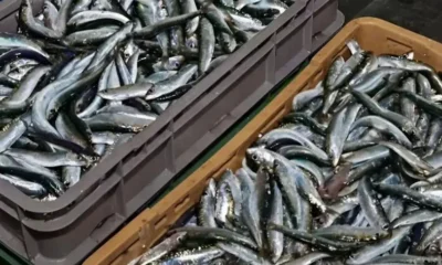 to-pio-ygieino-psari-pou-oloi-prepei-na-trome-toulachiston-2-fores-ti-vdomada