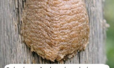 9453b6aa-b8ec-4400-ab87-31eda855745c