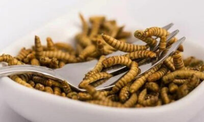 tha-trome-entoma-choris-na-to-xeroume-poia