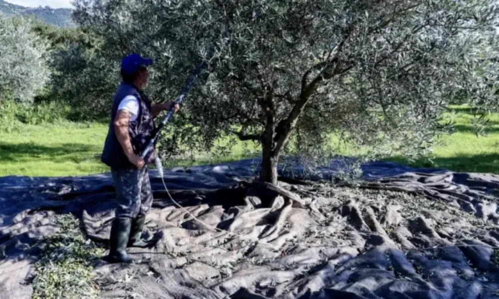 bomba-gia-osous-echoun-elies-stin-ellada-akomi-ki-an-den-tis-mazevoun-i-den-vgazoun-ladi-prepei-na-kanoun-1-pragma-allios-plnpovouv