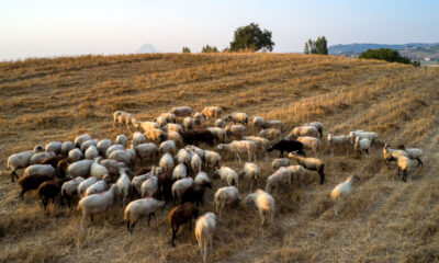 b6df3677-aigoprovata