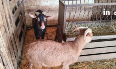 afti-einai-i-paranomi-stani-me-katsikes-kai (2)