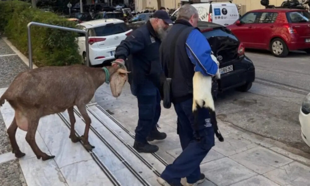 ampelokipoi-zoa-1-1200×675