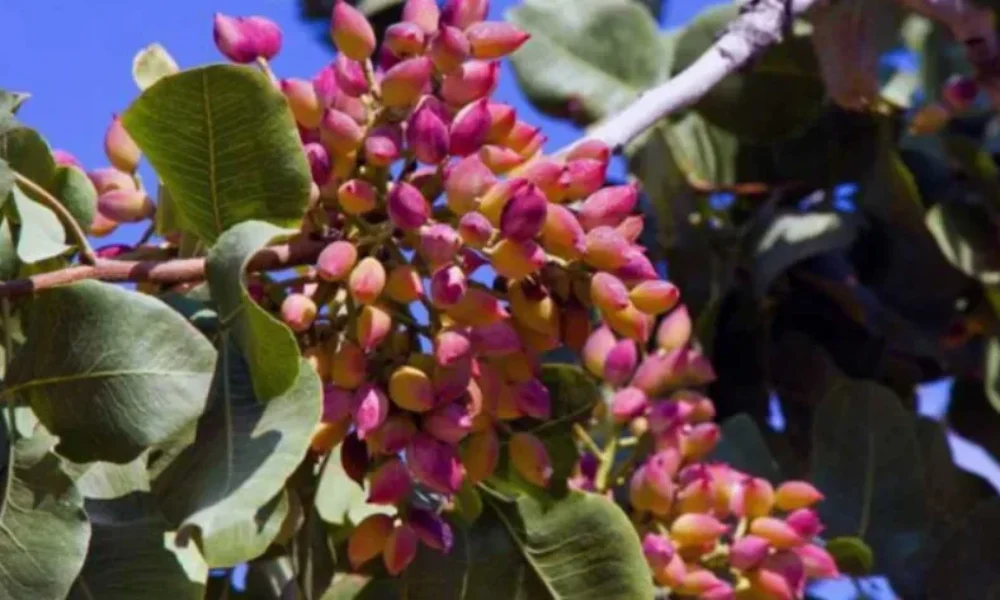 o-ellinikos-xiros-karpos-pou-adynatizei-richnei-piesi-sakcharo-kai-cholisterini-1