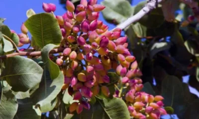 o-ellinikos-xiros-karpos-pou-adynatizei-richnei-piesi-sakcharo-kai-cholisterini-1