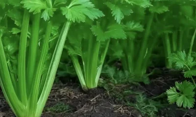 to-fyto-pou-katharizei-to-aima-to-derma-ta-nefra-to-sykoti-kai-to-pagkreas