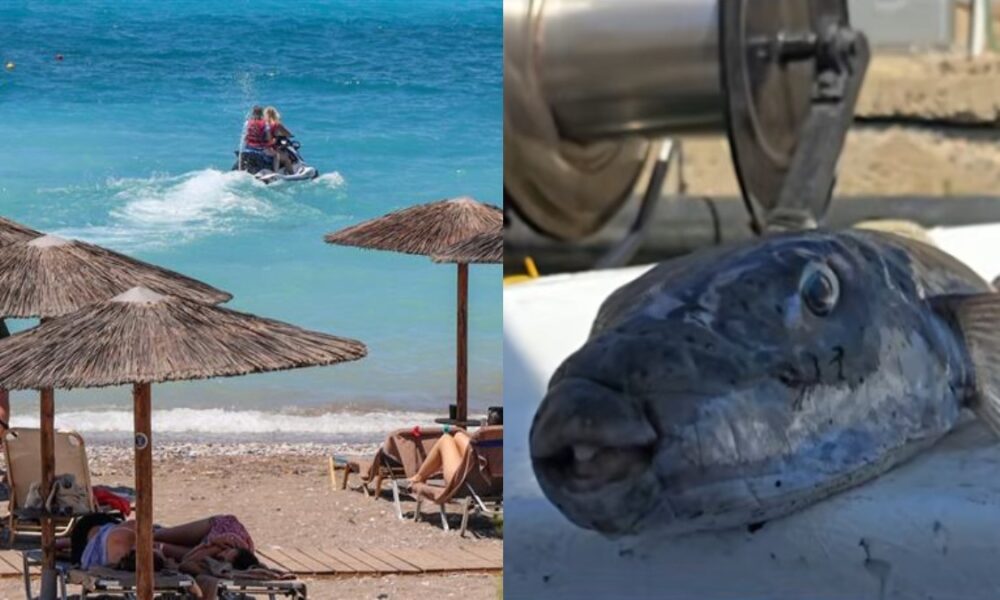 lagokefaloi-xalkidiki