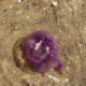 exarsi-mov-medouson-stis-ellinikes-thalasses-perioches_
