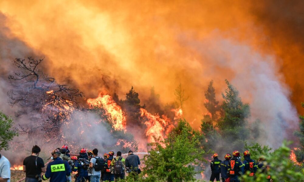 pyrkagia-boitoia