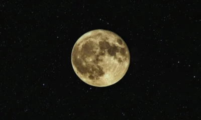 zodia-selini