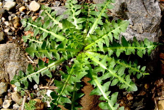 ταραξάκο-πικραλίδα-βότανο